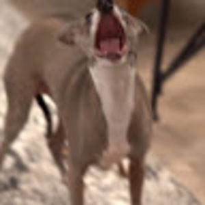 Meet your Posher, Devon